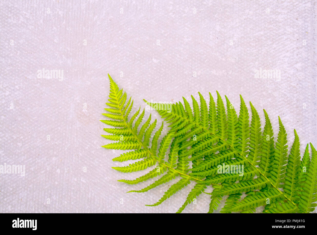 Detailed fern leaves hi-res stock photography and images - Alamy