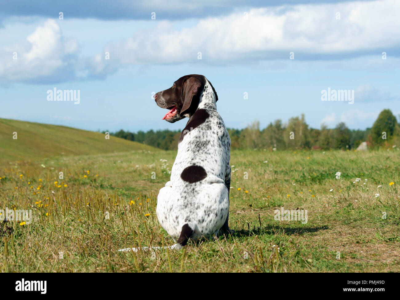 german shorthaired pointer, german kurtshaar one spotted puppy sitting with his back, his head turned in profile, the animal is in a glade with hills, Stock Photo