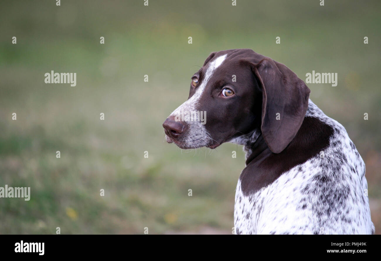 german shorthaired pointer, german kurtshaar one spotted puppy sitting with his back, his head turned back and his eyes are looking directly Stock Photo
