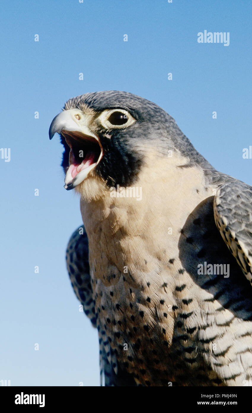 Peregrine falcon (captive; Falco peregrinus) at the World Center for Birds of Prey, Boise, Idaho USA Stock Photo