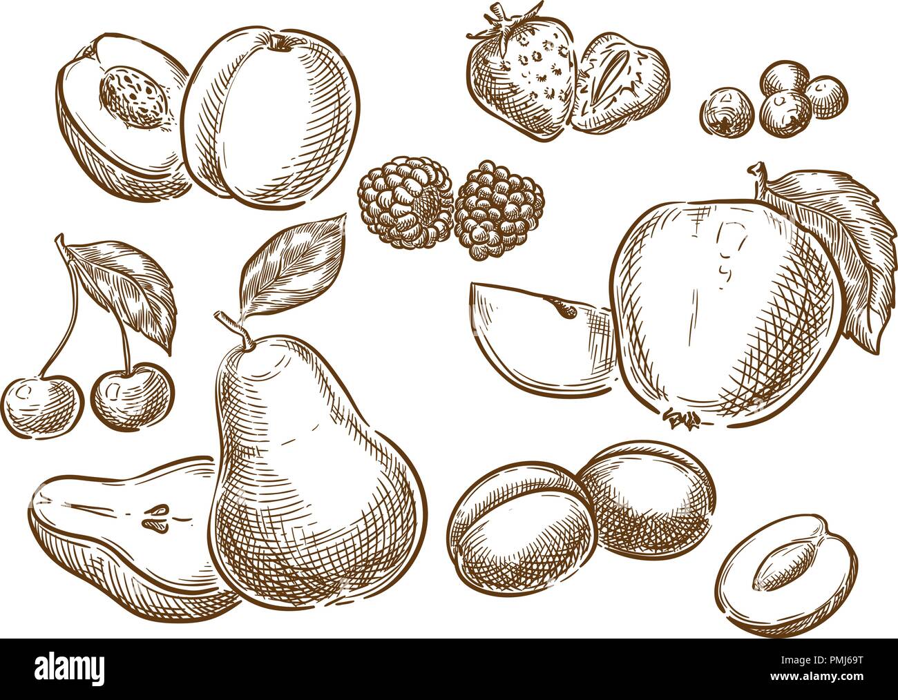 Creative conceptual vector. Sketch hand drawn fruits illustration