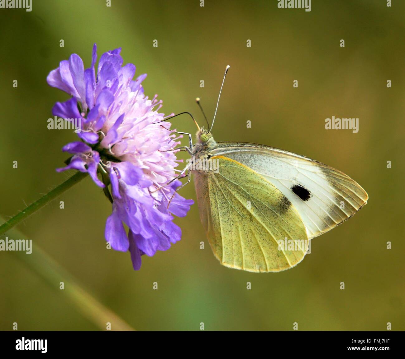 Large White Butterfly Stock Photo Alamy