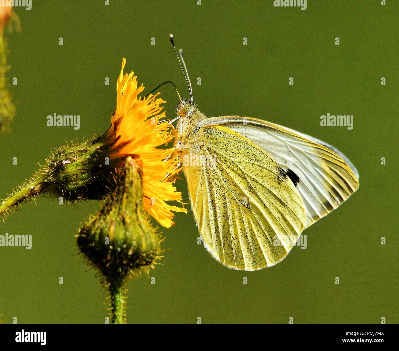 Large White Butterfly Stock Photo Alamy