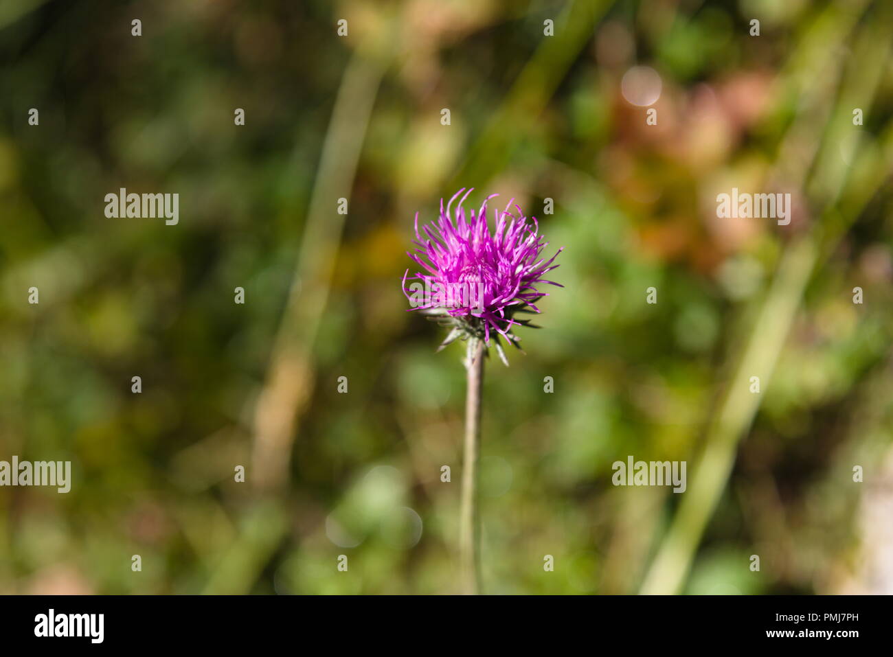 Mountain Thistle Blooming Stock Photo