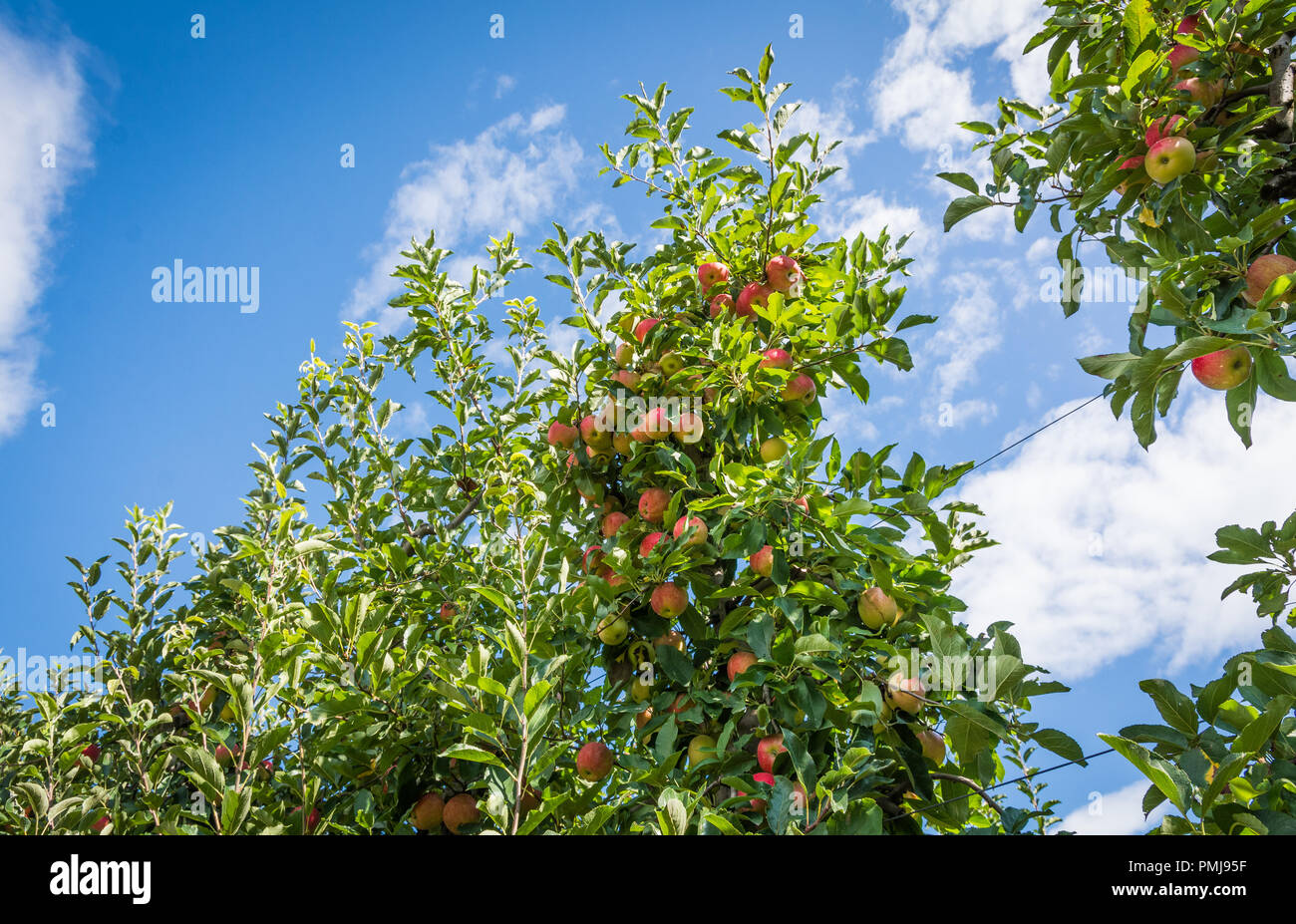 Royal gala apple tree hires stock photography and images Alamy