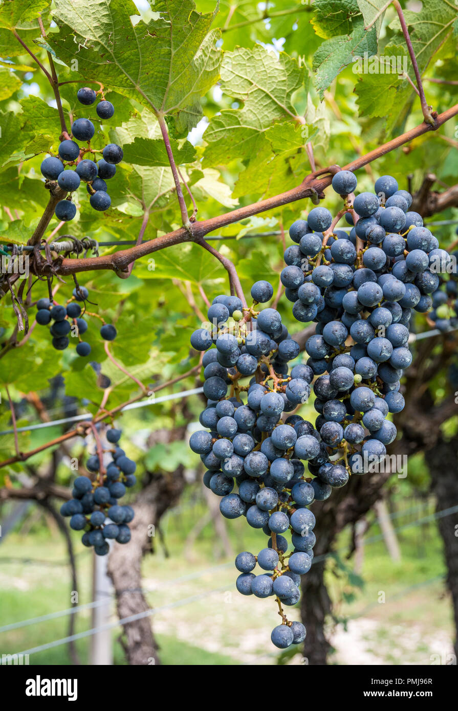 Lagrein grape variety. Lagrein is a red wine grape variety native to