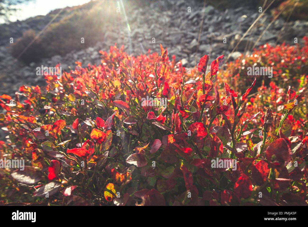 Wild blueberry bush hires stock photography and images Alamy