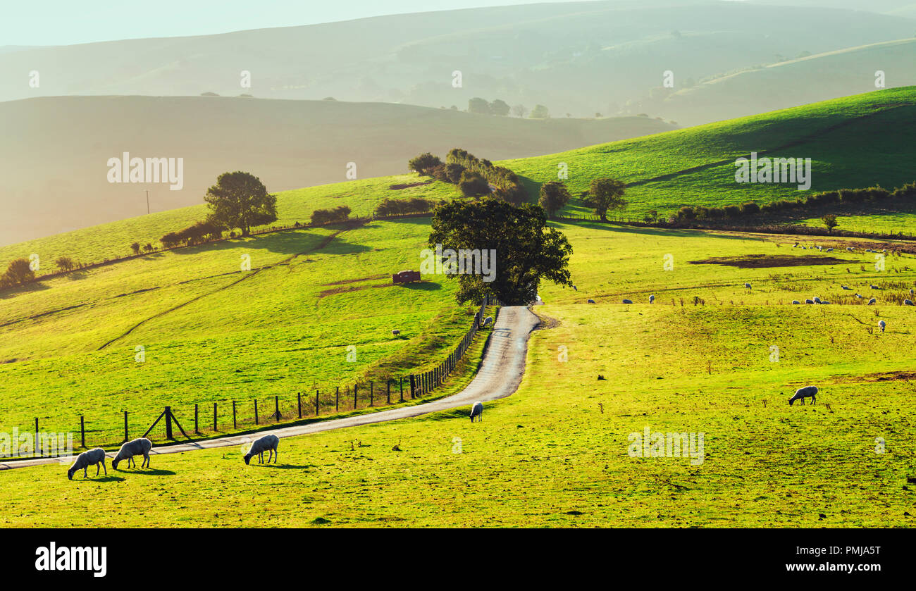 Narrow asphalt road across green hills with grazing sheep in light of rising sun. Shropshire Hills in United Kingdom Stock Photo