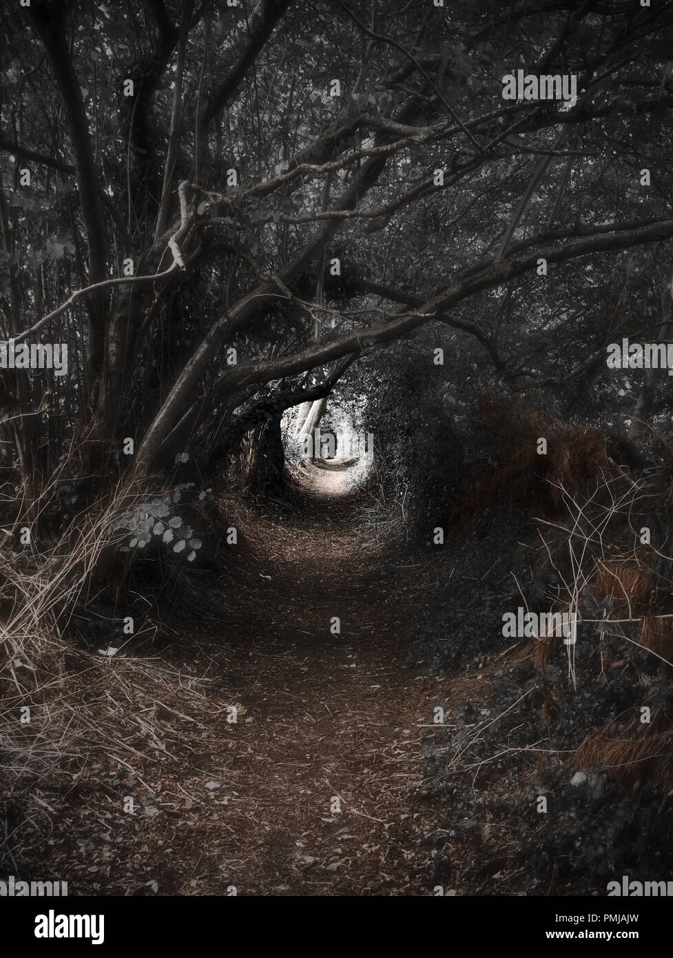 Scary woodland path hi-res stock photography and images - Alamy