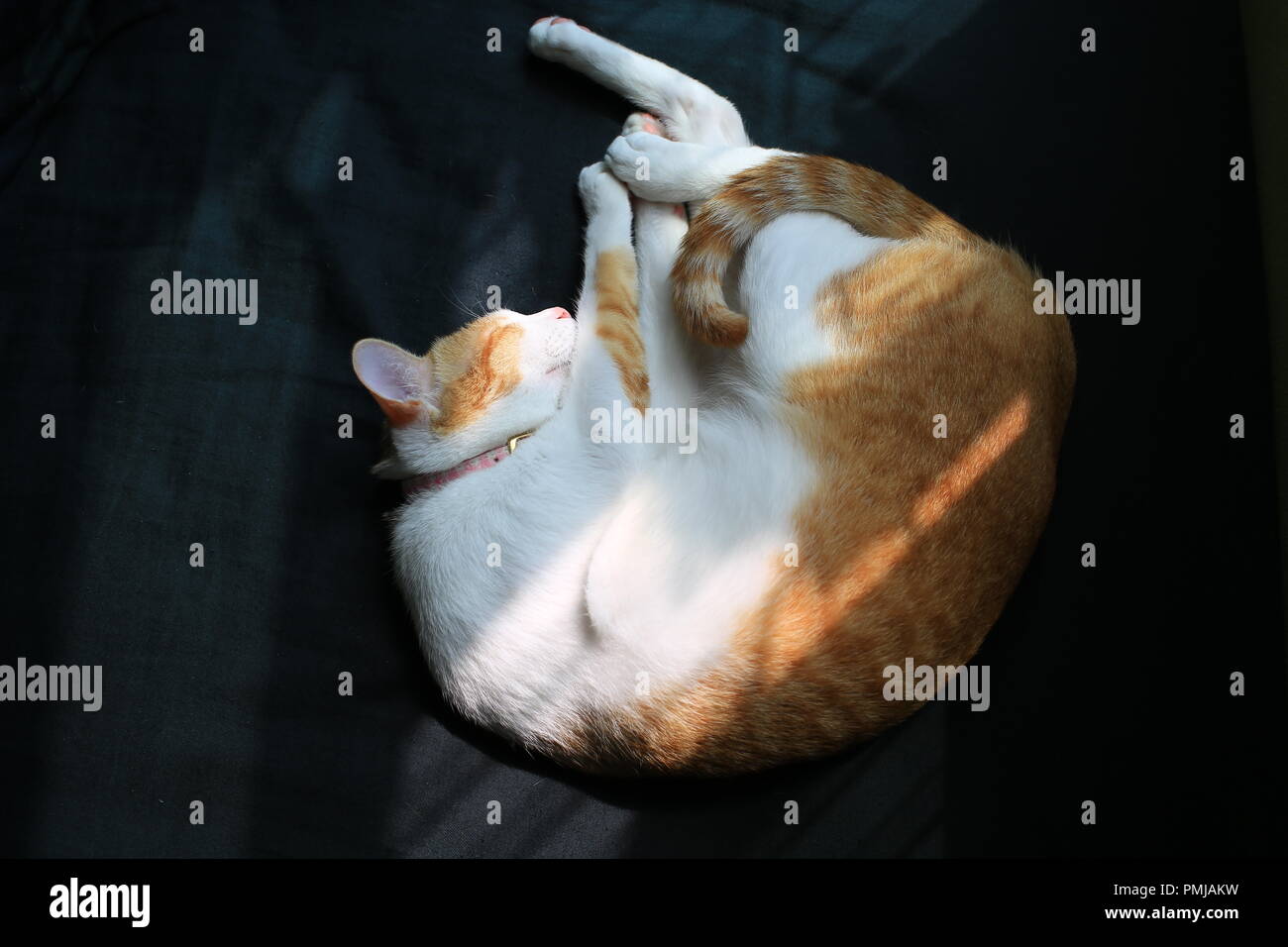 ginger cat sleep like a ball Stock Photo