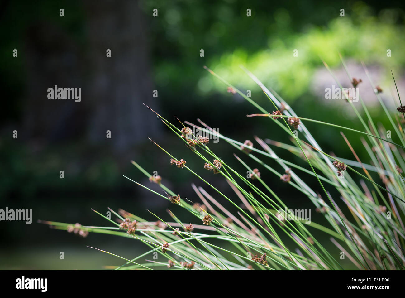 Flowering Reeds Growing Next to a Pond in a Forest in Glen Ellen