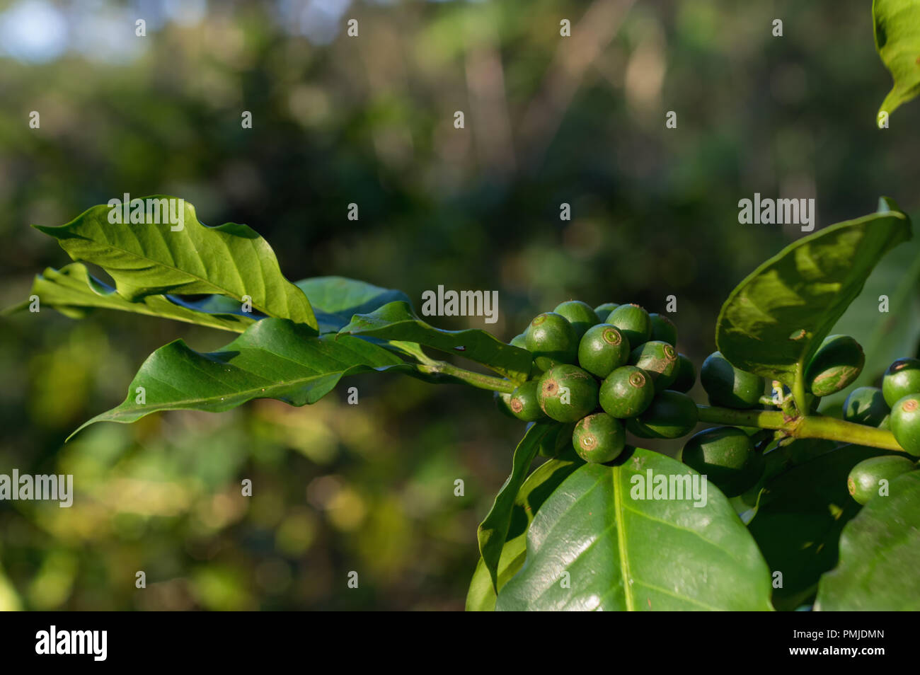 Unripe coffee tree, coffee beans, coffee farm, Mocha and Catimor coffee tree. Photo use in advertising, design, marketing Stock Photo