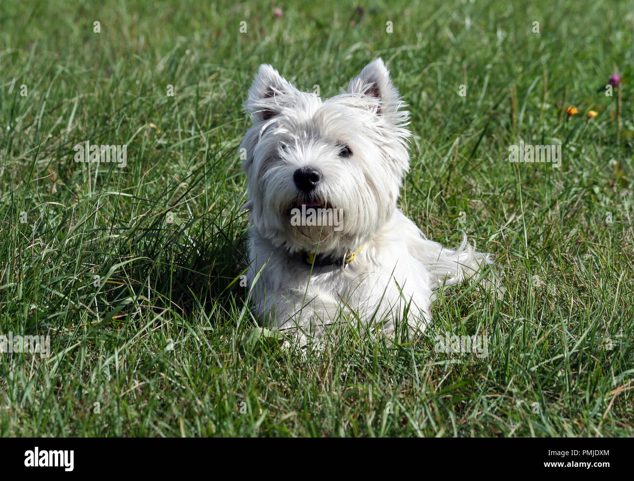 west highland white terrier dog breed, lies on the green grass in the evening on the nature, small black eyes looking away, white hair, cute animal, Stock Photo