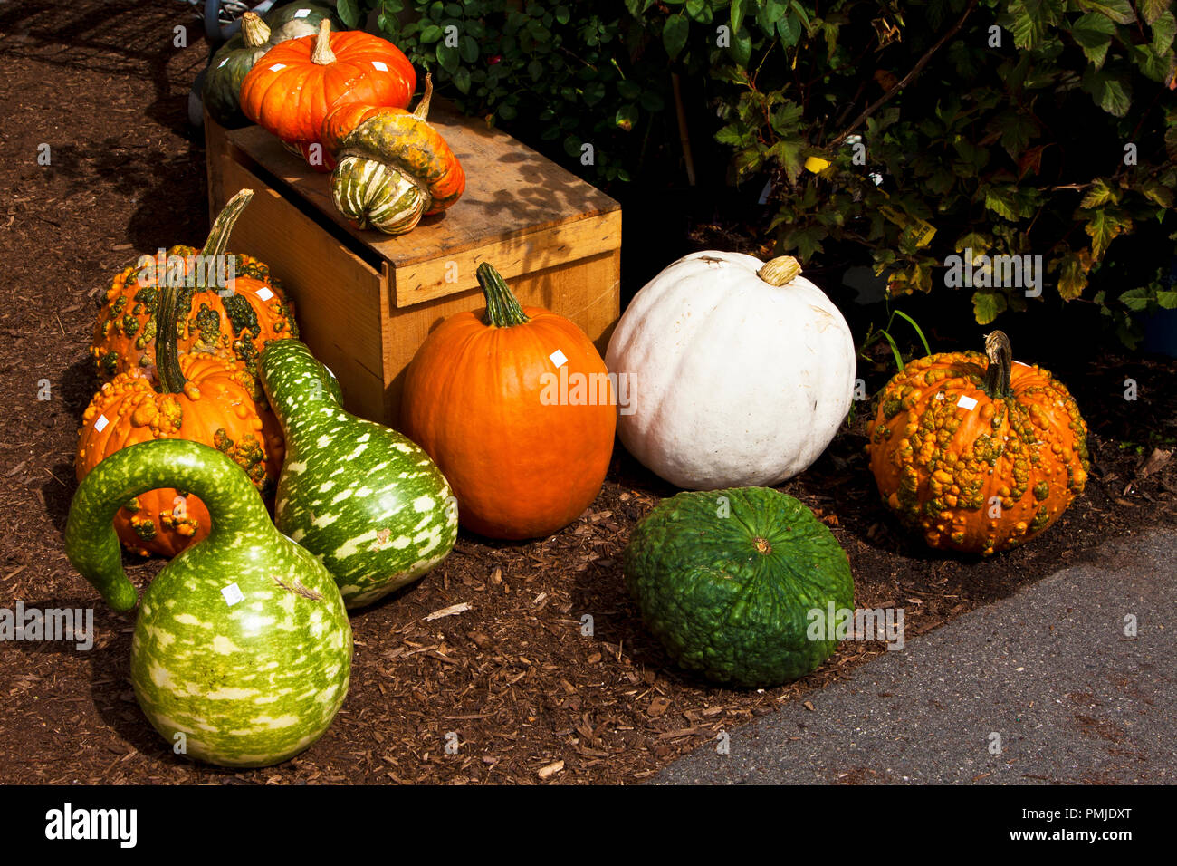 New Hampshire, Meridith, Moulton Farm, garden, farms, vegetables, flowers, plants, pumpkins