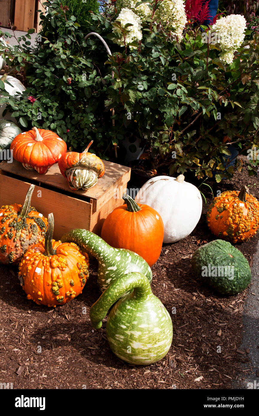 New Hampshire, Meridith, Moulton Farm, garden, farms, vegetables, flowers, plants, pumpkins