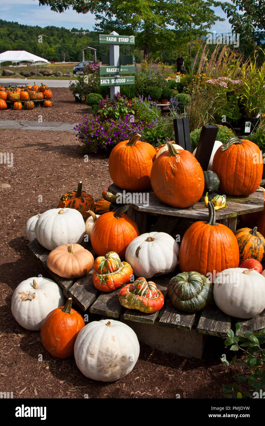 New Hampshire, Meridith, Moulton Farm, garden, farms, vegetables, flowers, plants, pumpkins