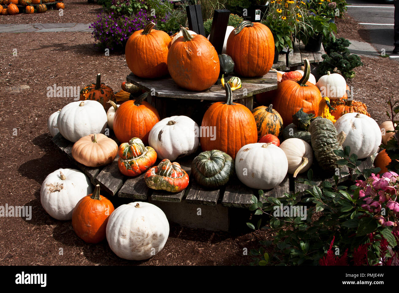 New Hampshire, Meridith, Moulton Farm, garden, farms, vegetables, flowers, plants, pumpkins