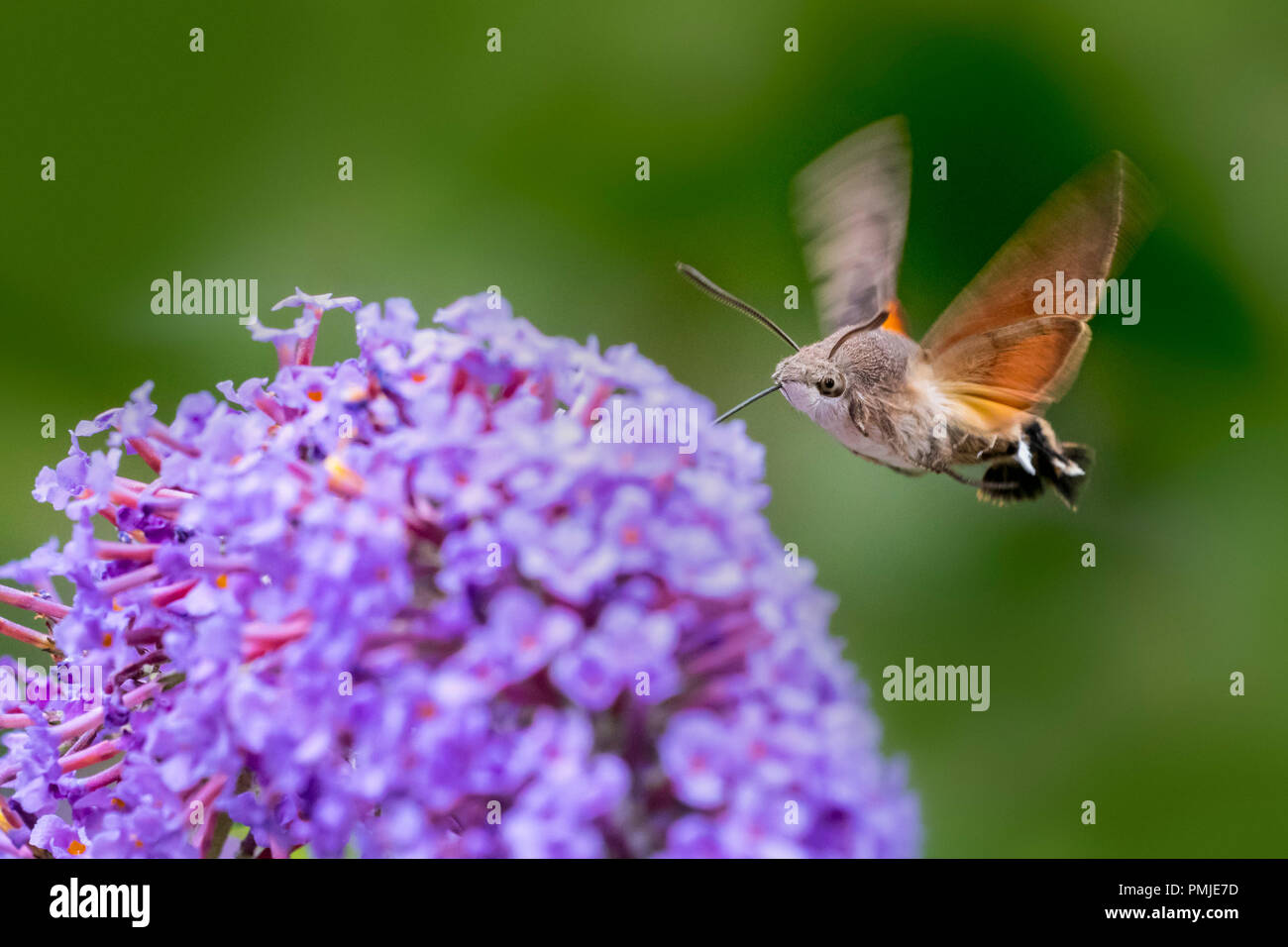 Hummingbird hawk-moth (Macroglossum stellatarum / Sphinx stellatarum) in flight feeding on Buddleja davidii flower in summer Stock Photo