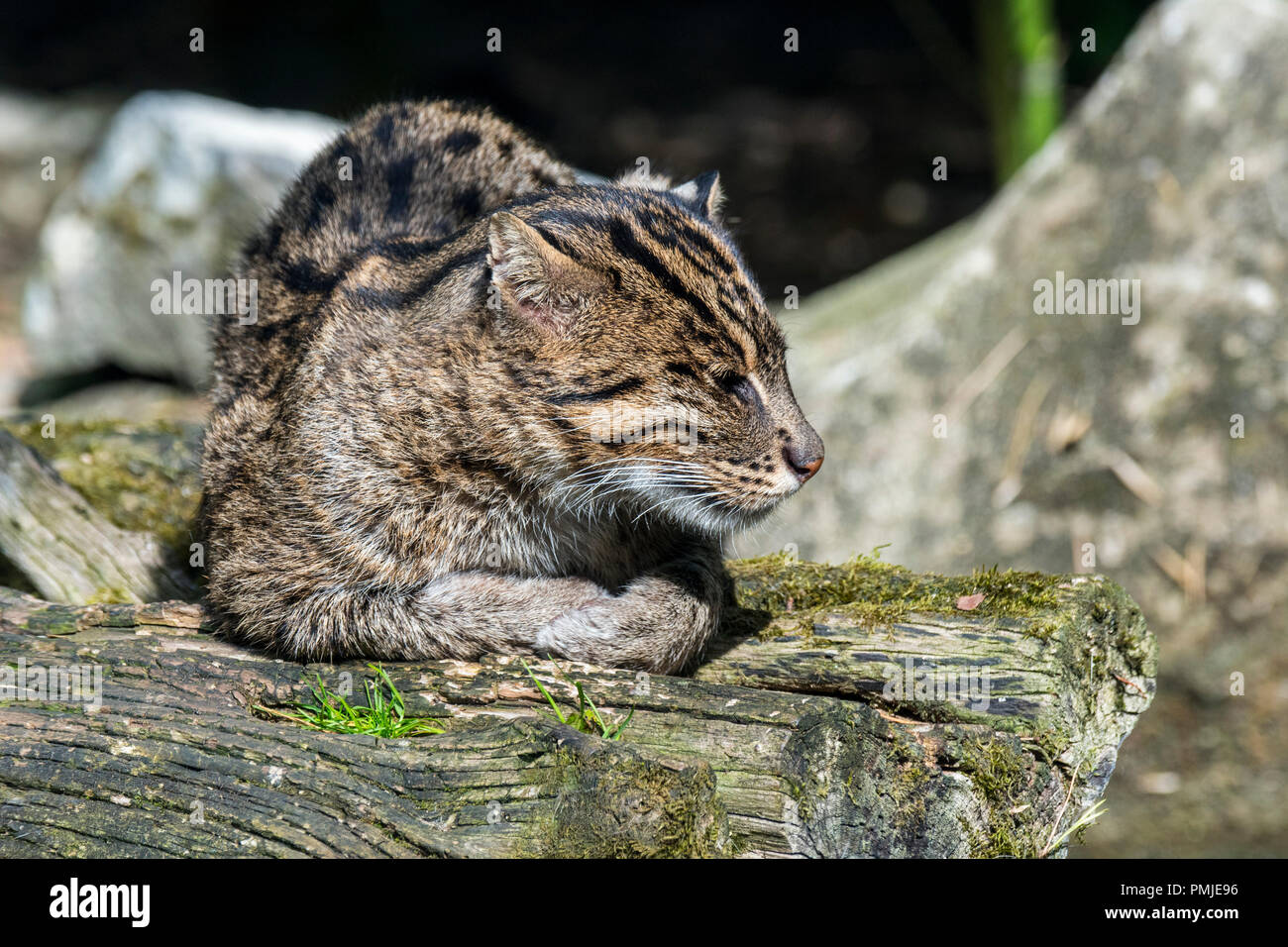 Southeast asia native hires stock photography and images Alamy