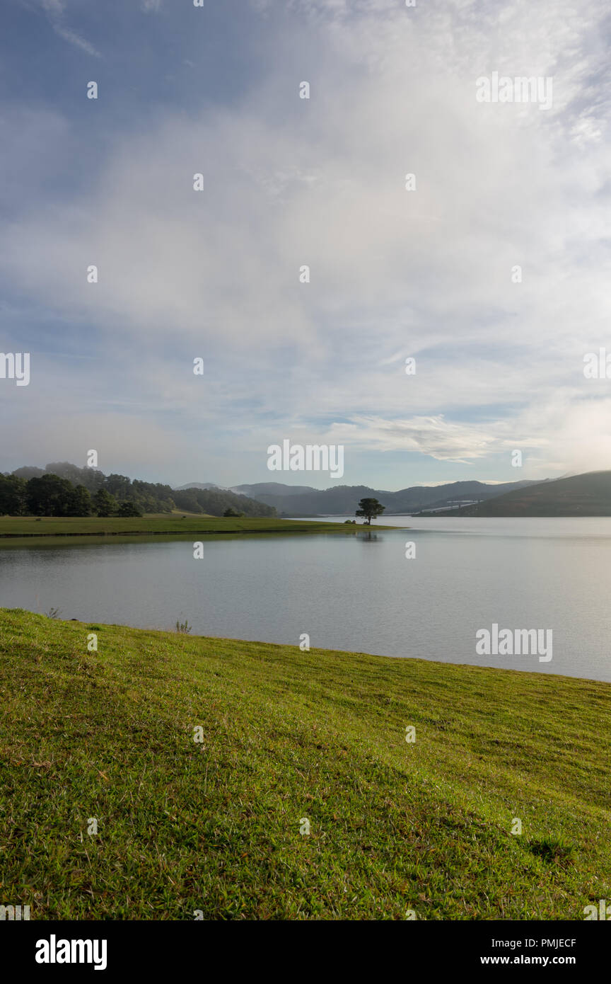 Pine forest and blue sky background with green meadow, grassland ...
