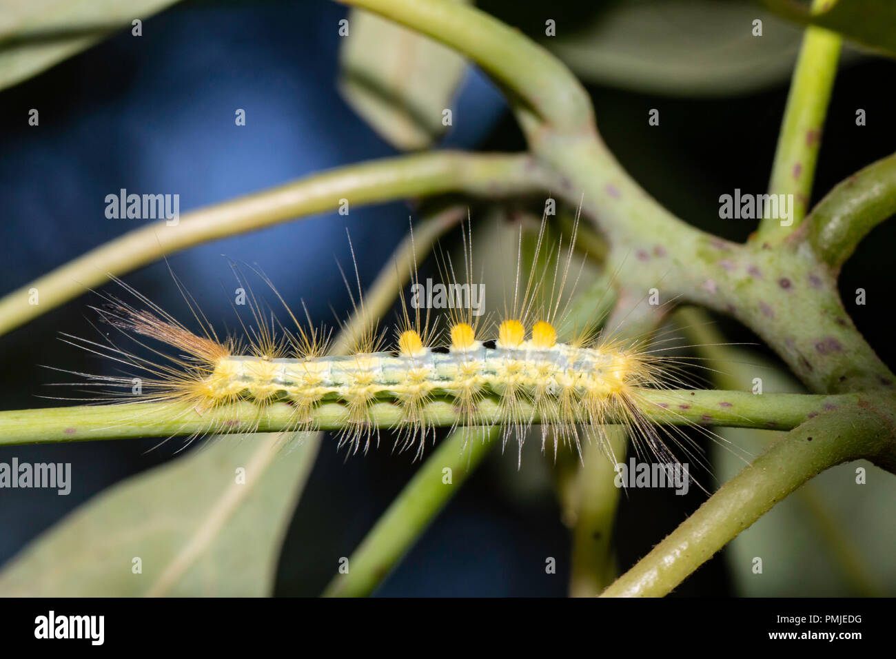 Definite tussock moth - Orgyia definita Stock Photo