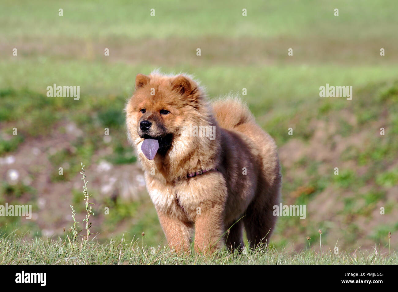 chow-chow dog breed, one puppy stand on green grass on field in nature, small black eyes look away, brown hair, blue tongue, animal wearing harness Stock Photo