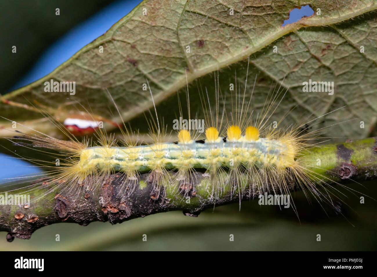 Definite tussock moth - Orgyia definita Stock Photo