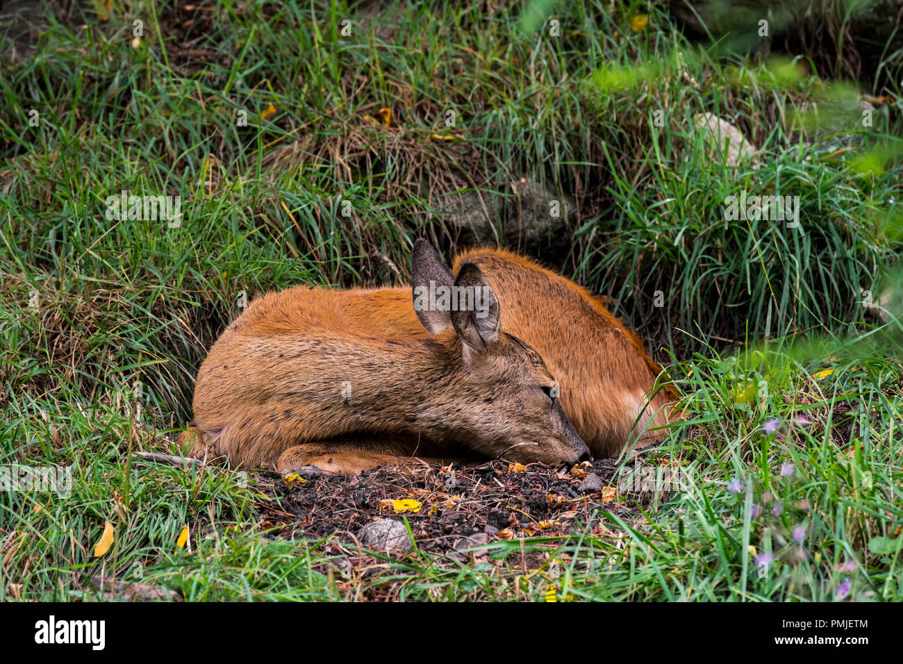 European Roe Deer Capreolus Capreolus Female Doe Sleeping In