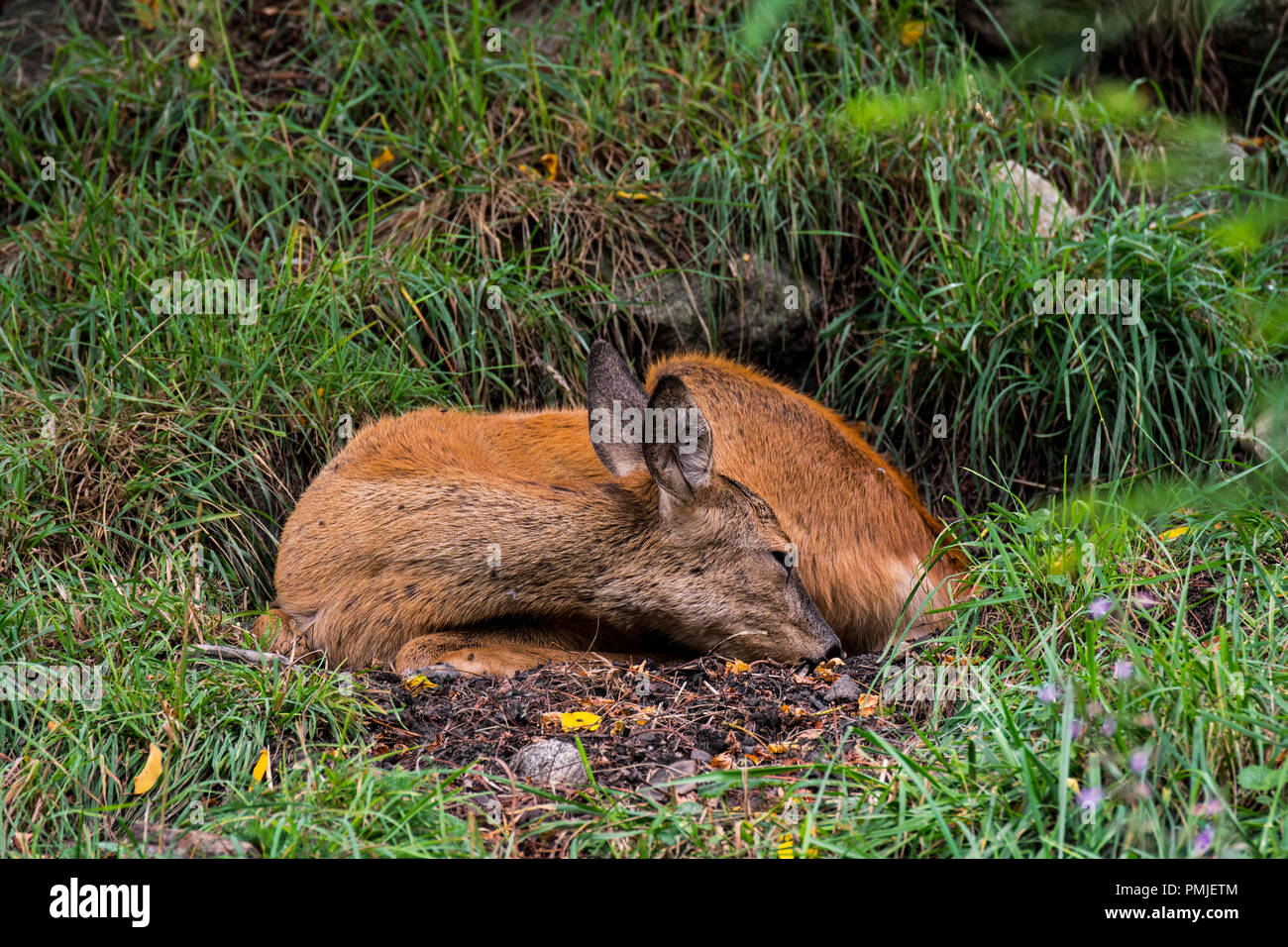 European roe deer (Capreolus capreolus) female / doe sleeping in grassland / meadow in summer Stock Photo