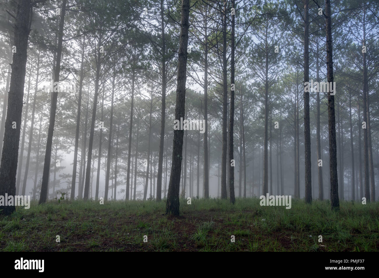 Pine forest and blue sky background with green meadow, grassland ...