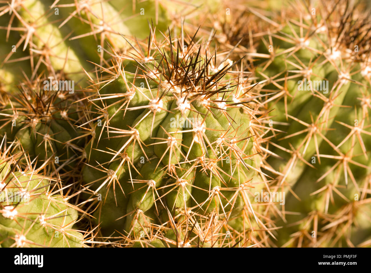 close up on the cactae Copiapoa Grandiflora, a cacti in the family of Cactaceae in the order of Caryophyllales Stock Photo