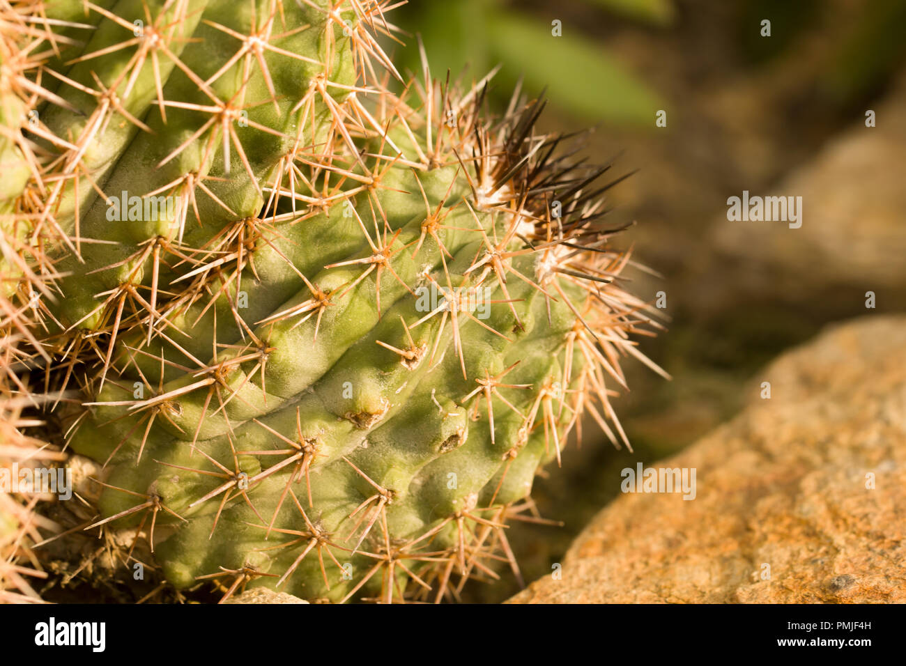 close up on the cactae Copiapoa Grandiflora, a cacti in the family of Cactaceae in the order of Caryophyllales Stock Photo