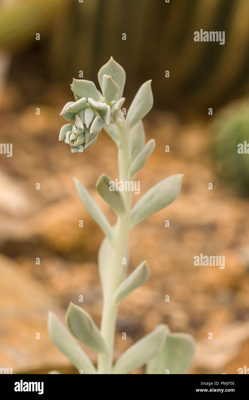 Echeveria runyonii is a species of flowering plant in the sedum family, Crassulaceae Stock Photo