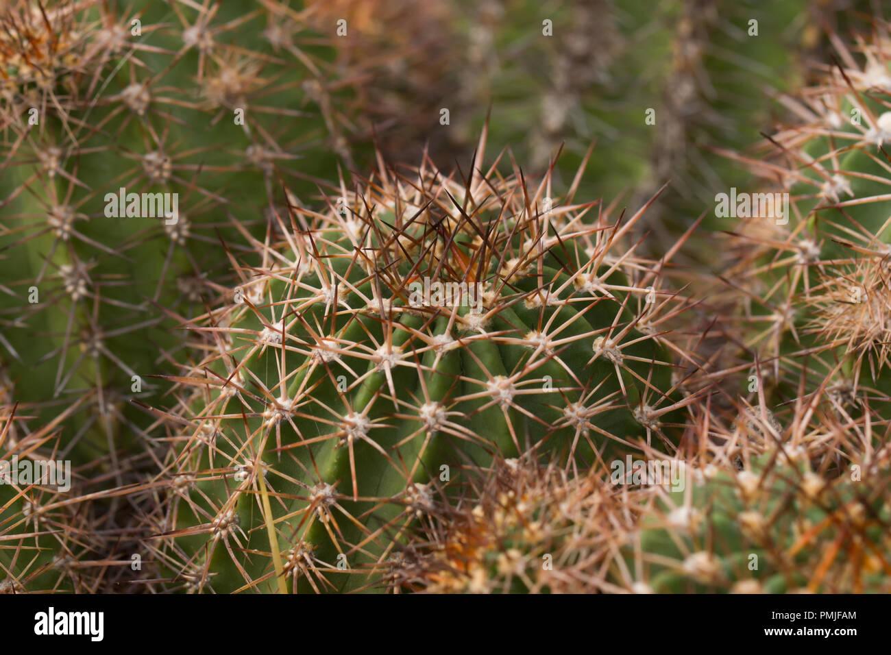 Echinopsis crassicaulis a cacti in the family of Cactaceae, native to argentinia n province Catamarca Stock Photo