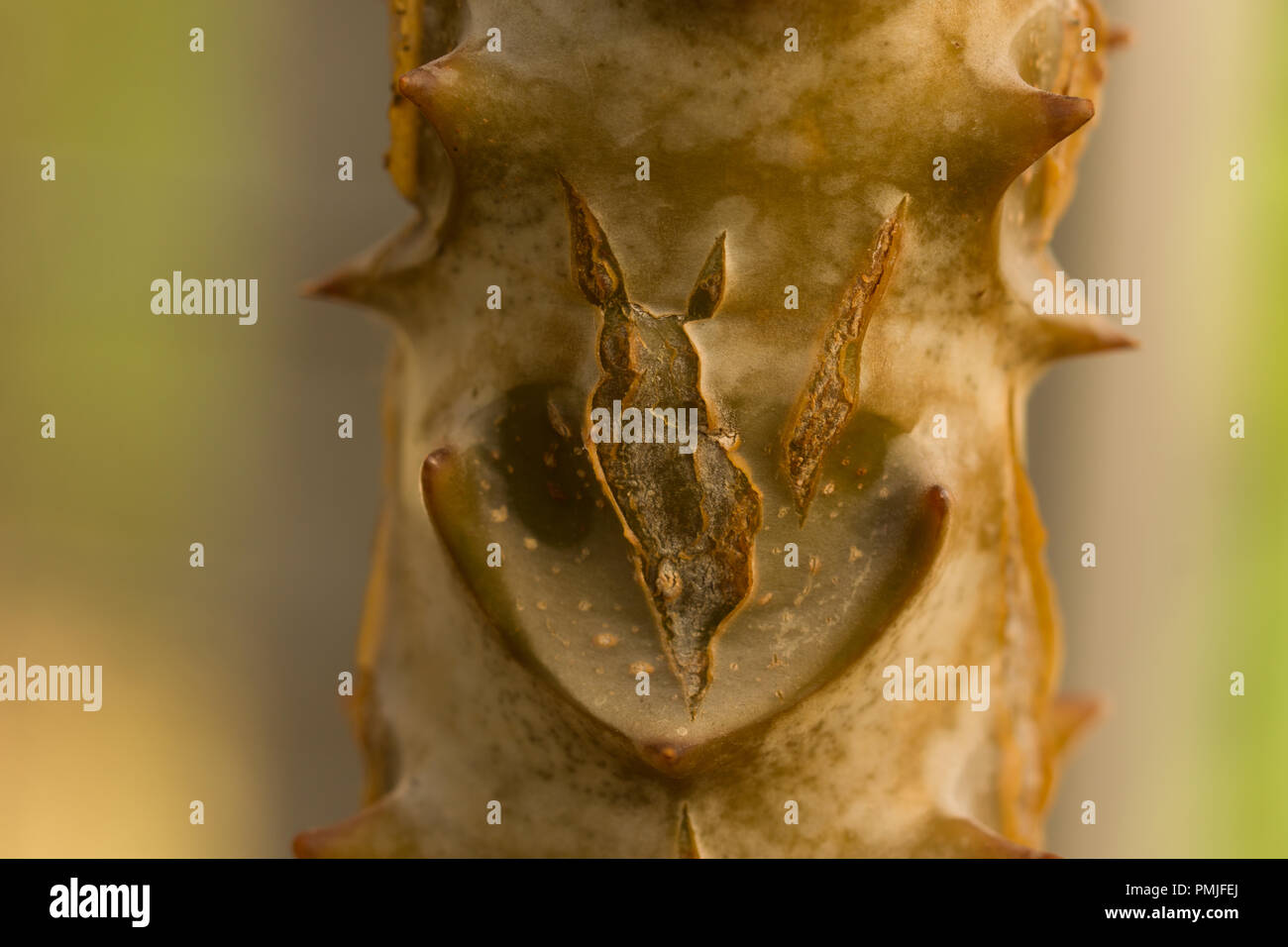 Close up on the bark of Kalanchoe beharensis Drake also called elephant ...