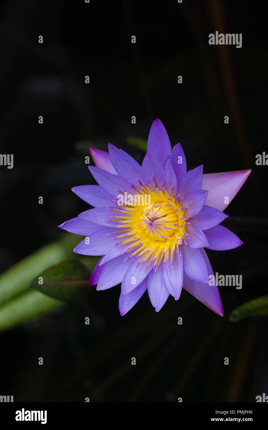 Close up on Nymphaea nouchali, a beautiful water lily Stock Photo
