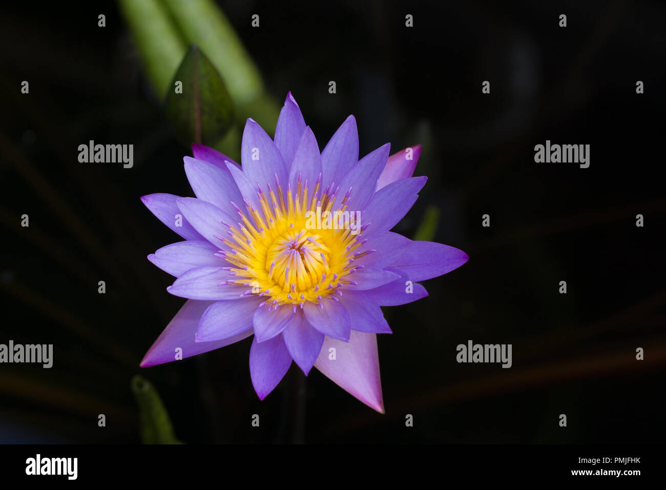 Close up on Nymphaea nouchali, a beautiful water lily Stock Photo