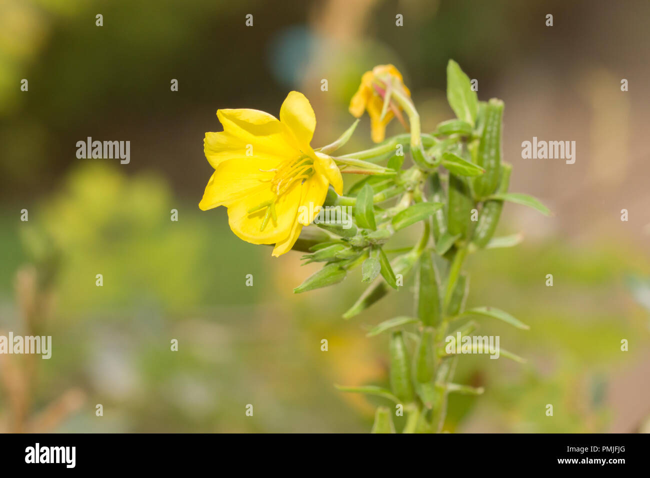 Oenothera biennis, commonly known as  evening primrose, evening star and sun drop. An important plant used in medicine world wide. Stock Photo