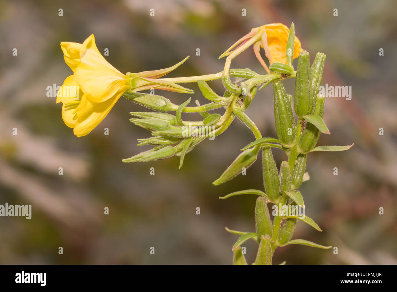 Oenothera biennis, commonly known as  evening primrose, evening star and sun drop. An important plant used in medicine world wide. Stock Photo