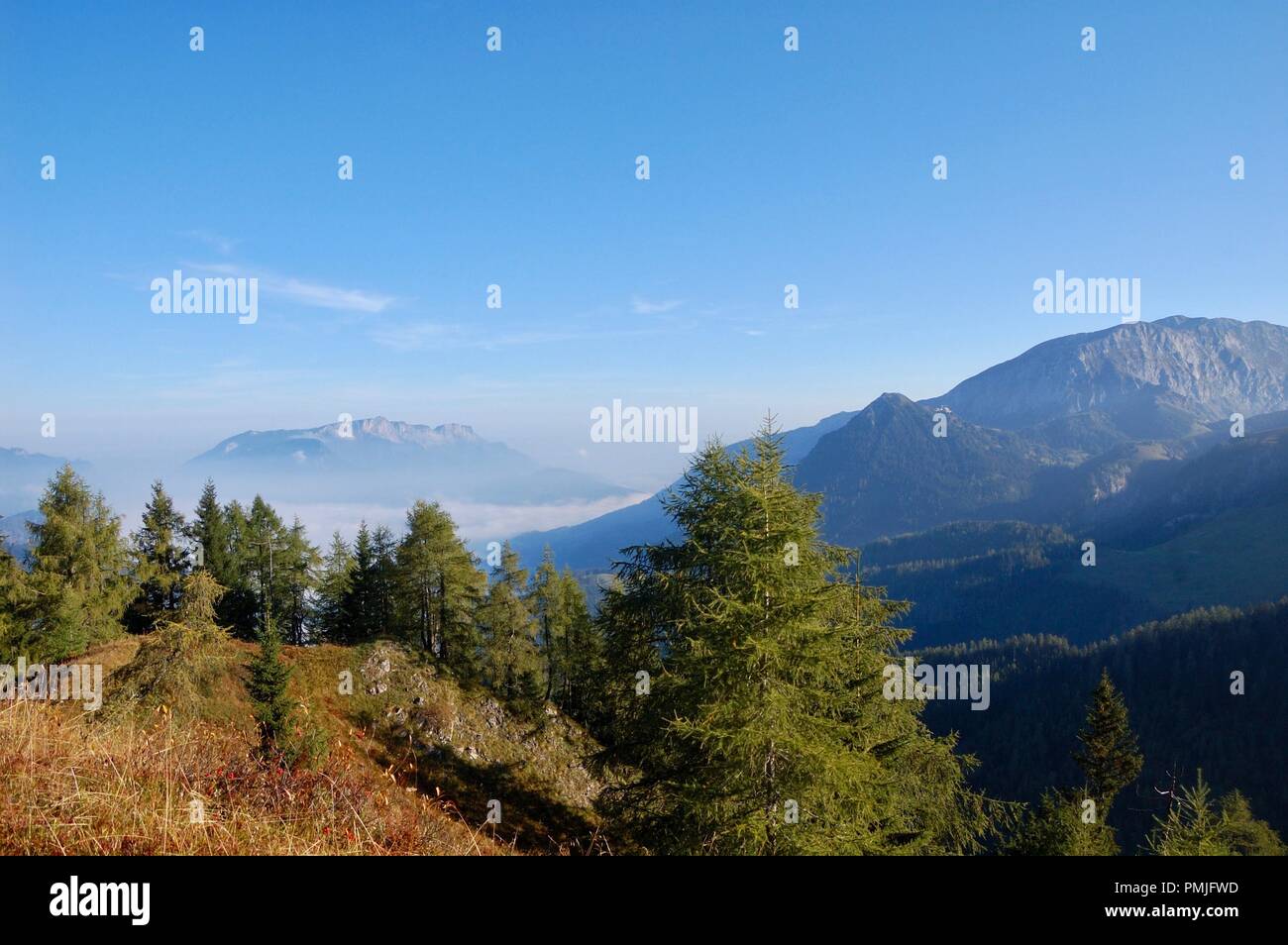 alpen mountains tree Stock Photo - Alamy