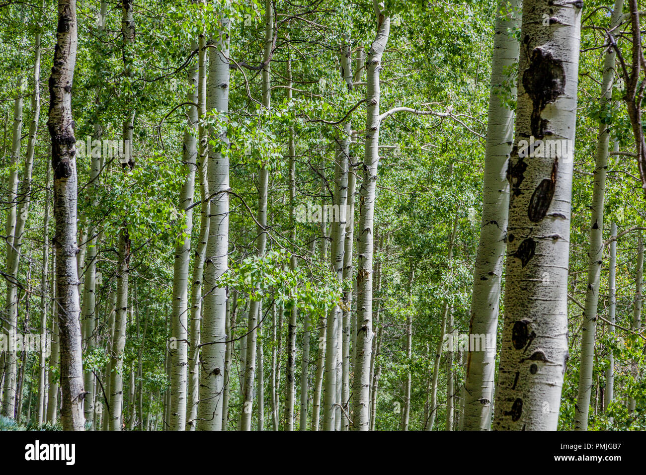 Aspen Trees, Bark and Canopy in the Rocky Mountains near Durango, Colorado, United States Stock Photo