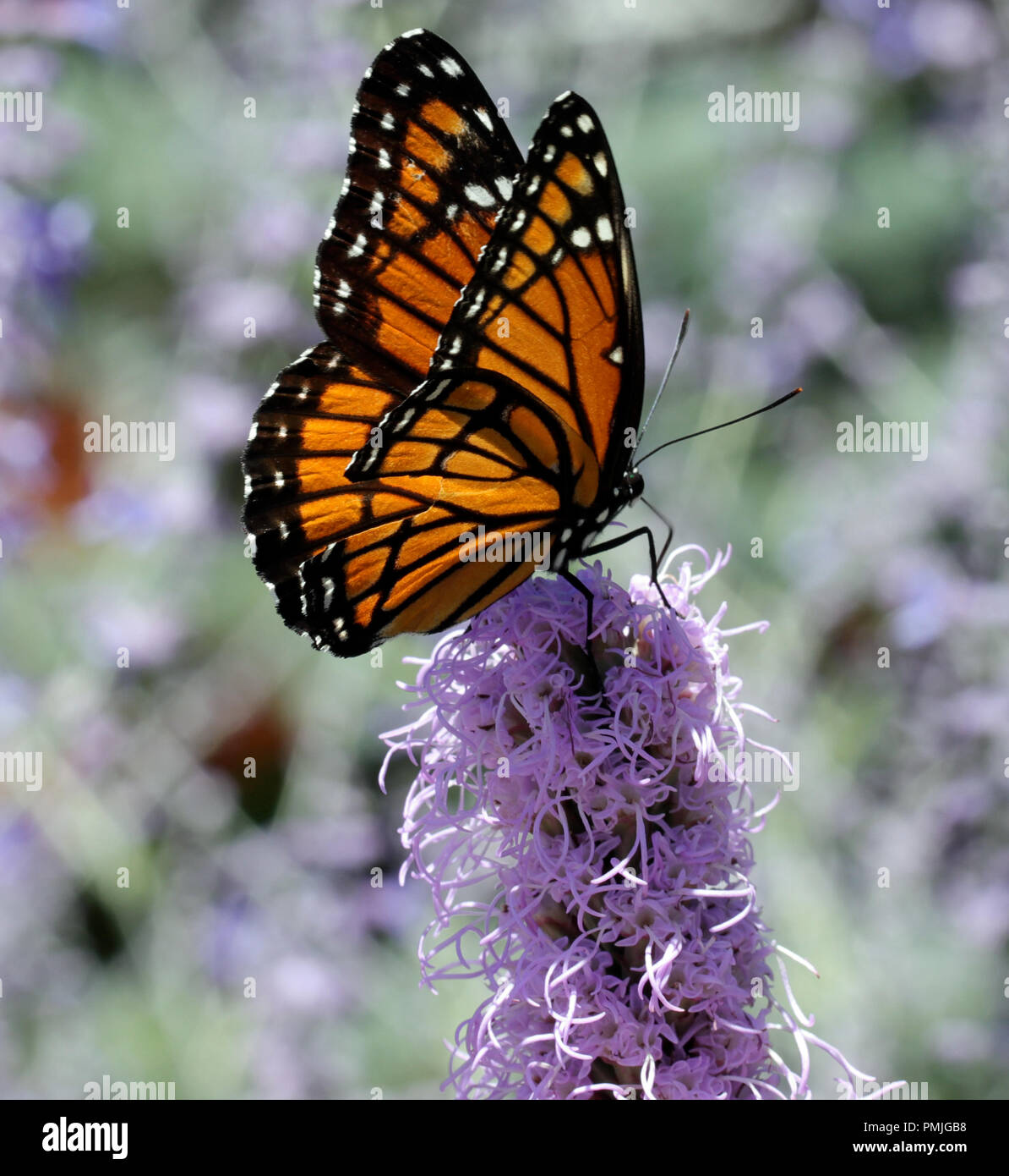 A Viceroy butterfly (Limenitis archippus), a Müllerian mimic of the Monarch butterfly, feeding on Liatris spicata in a New England flower garden Stock Photo