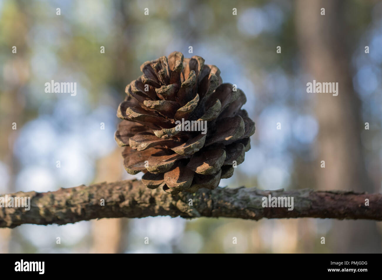 pine cones taken by macro in the forest at morning Stock Photo