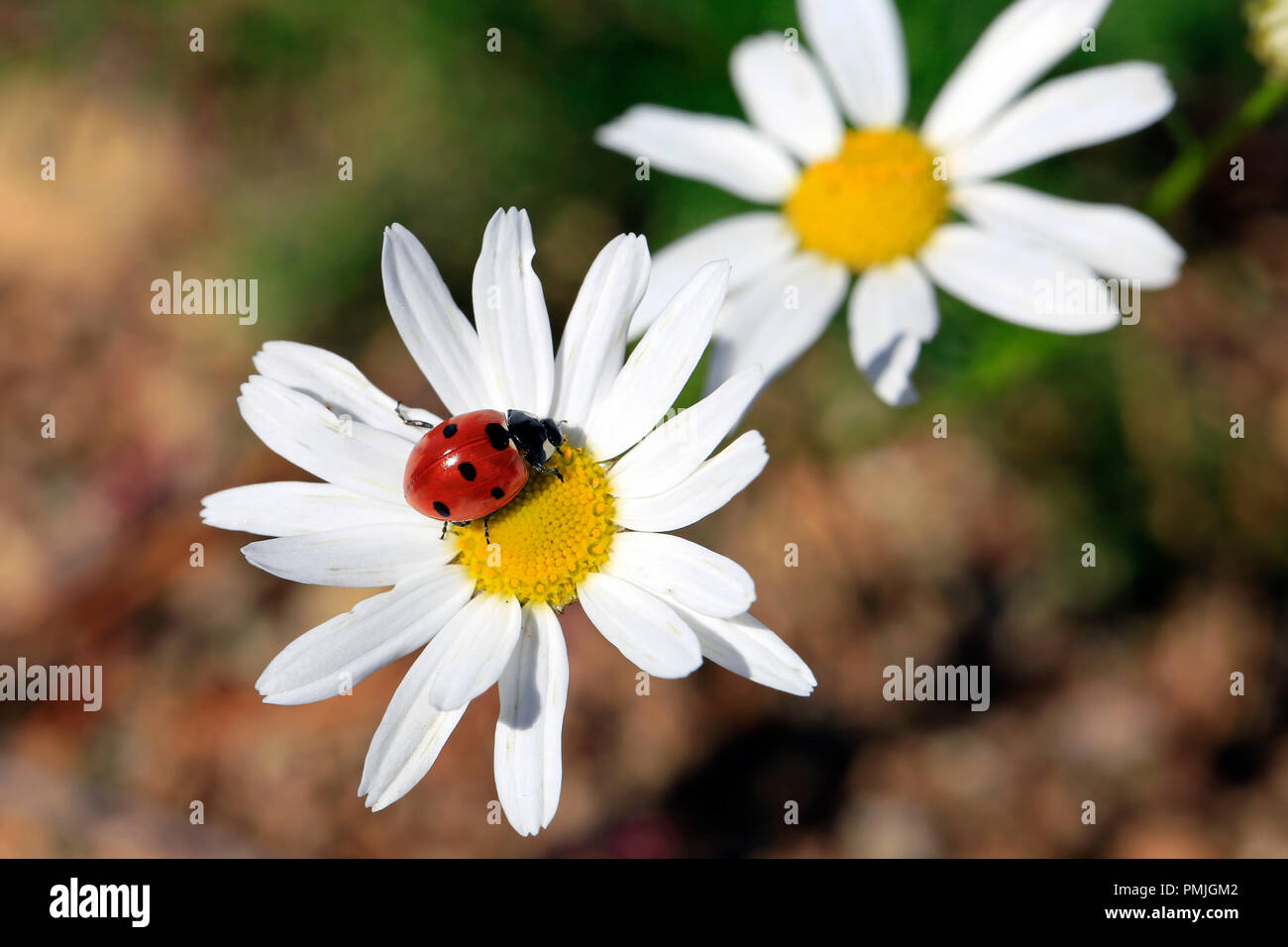 Seven Spotted Ladybug, Coccinella septempunctata, on the yellow florets of an Oxeye Daisy flower. Stock Photo