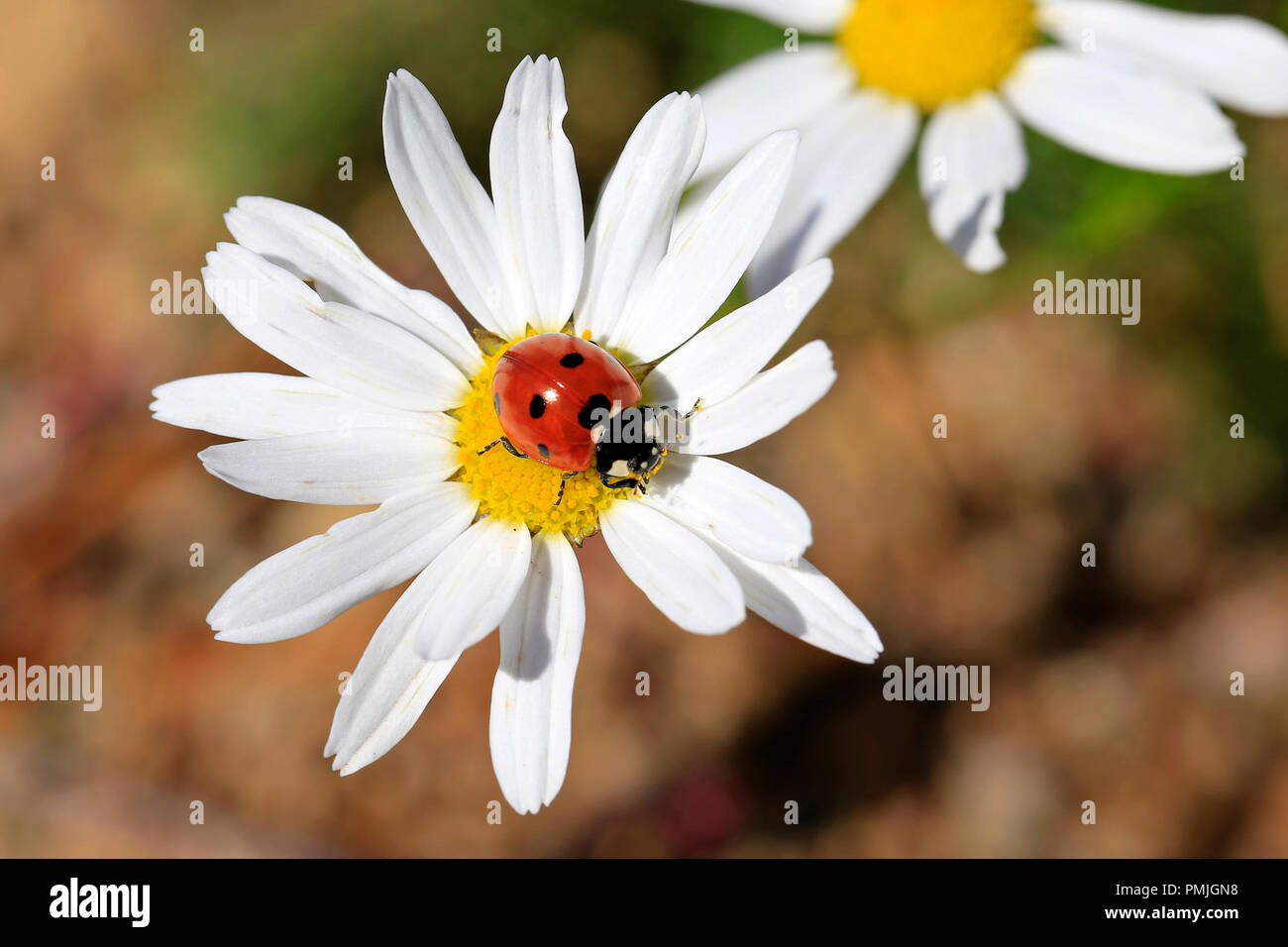 Seven Spotted Ladybug, Coccinella septempunctata, on the yellow florets of an Oxeye Daisy flower. Stock Photo
