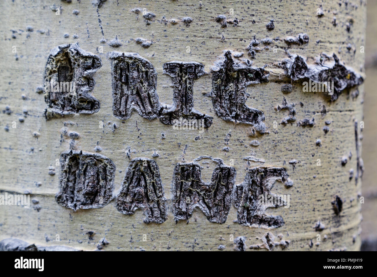 Graffiti on Aspen Trees in the Rocky Mountains near Durango, Colorado, USA Stock Photo