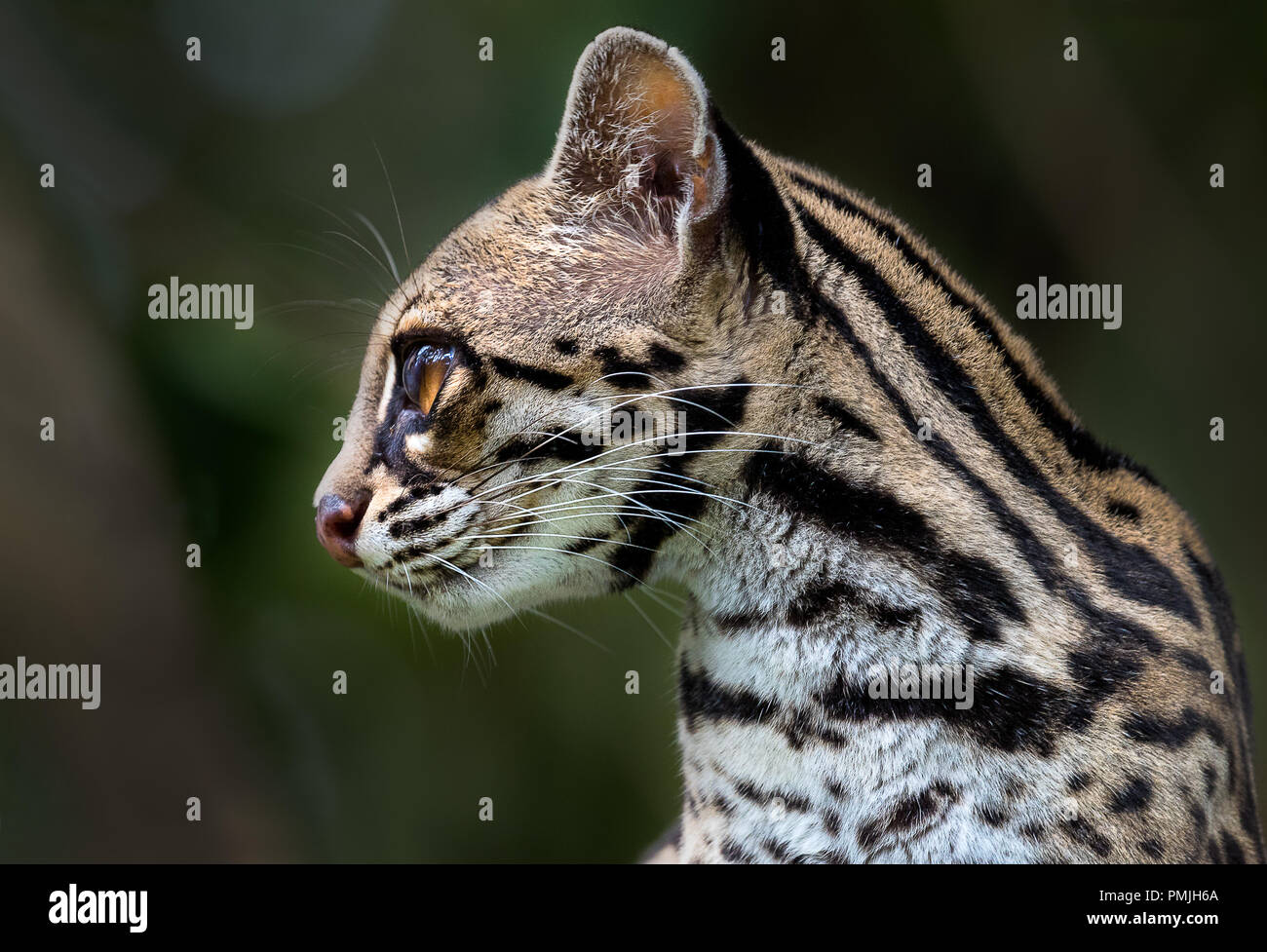 Portrait of a margay . Photograph taken in Costa Rica Stock Photo