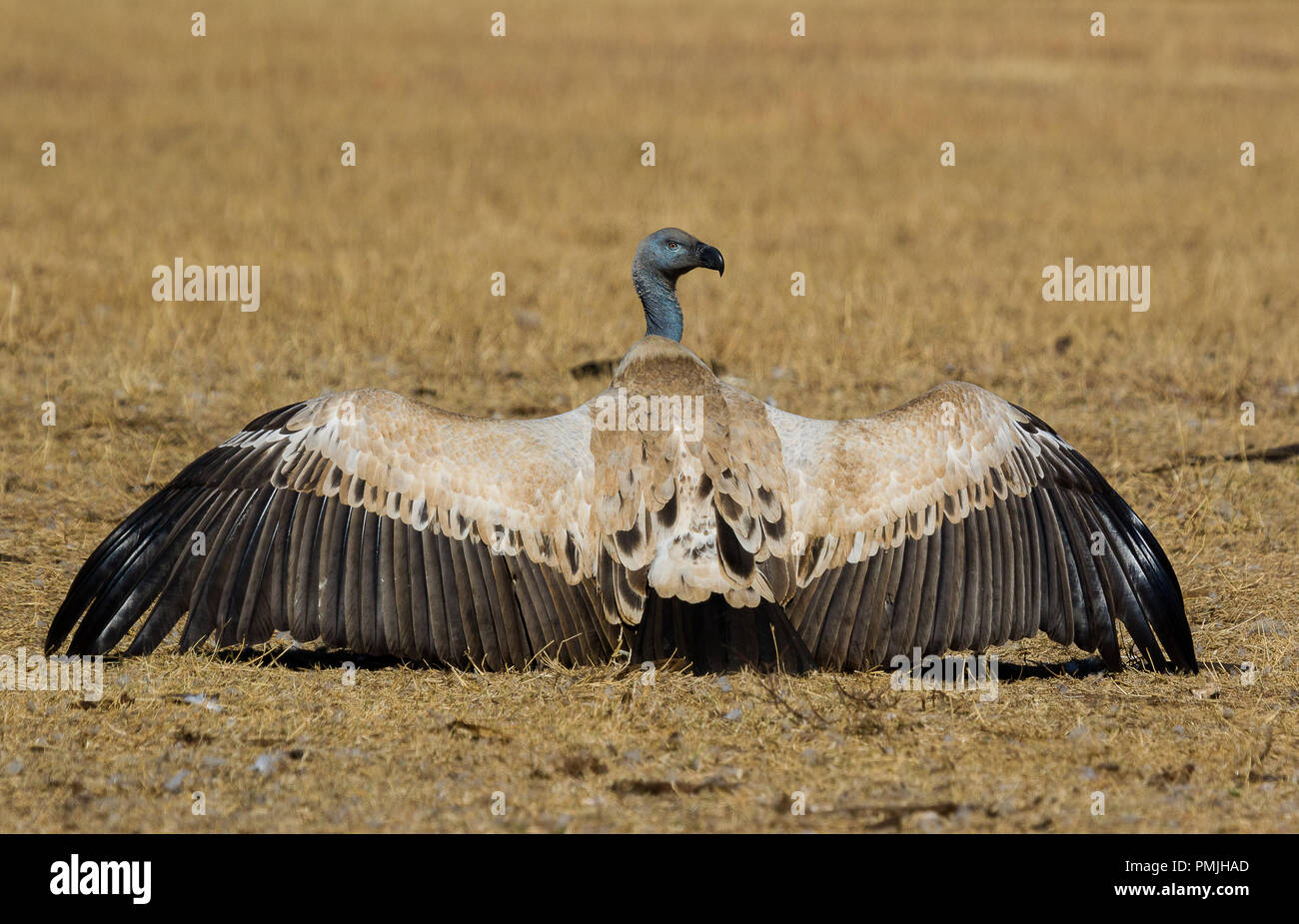 A cape vulture with spread wings photographed in South Africa Stock Photo