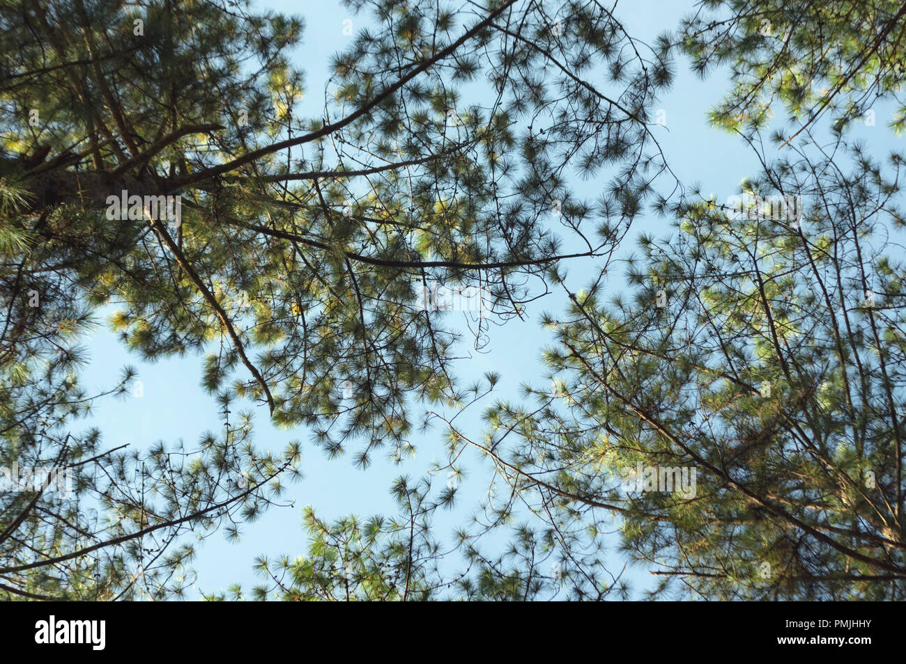 Pine forest and blue sky background with green meadow, grassland ...