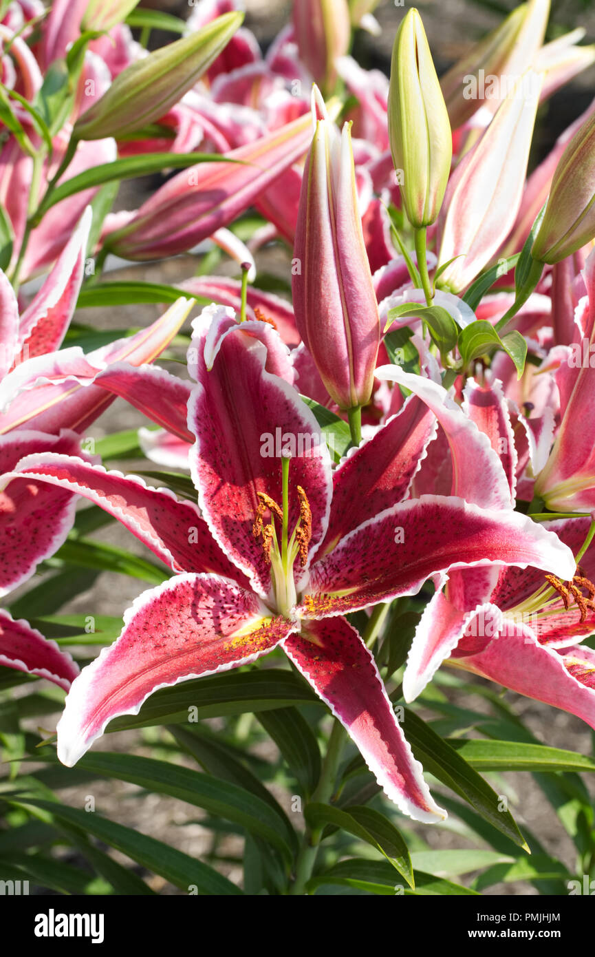 Lilium 'Red Eyes' flowers. Stock Photo